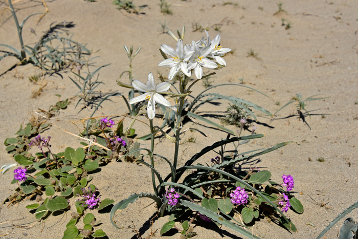 Desert Lily or Ajo Lily bulbs have been used for food by southwestern United States indigenous peoples. Hesperocallis undulata 